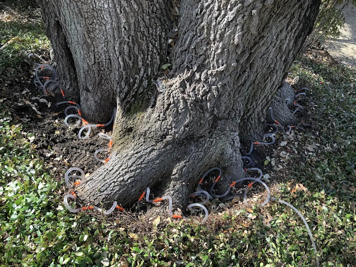 Detailed Tree Cabling and Bracing job site in Rural Retreat
