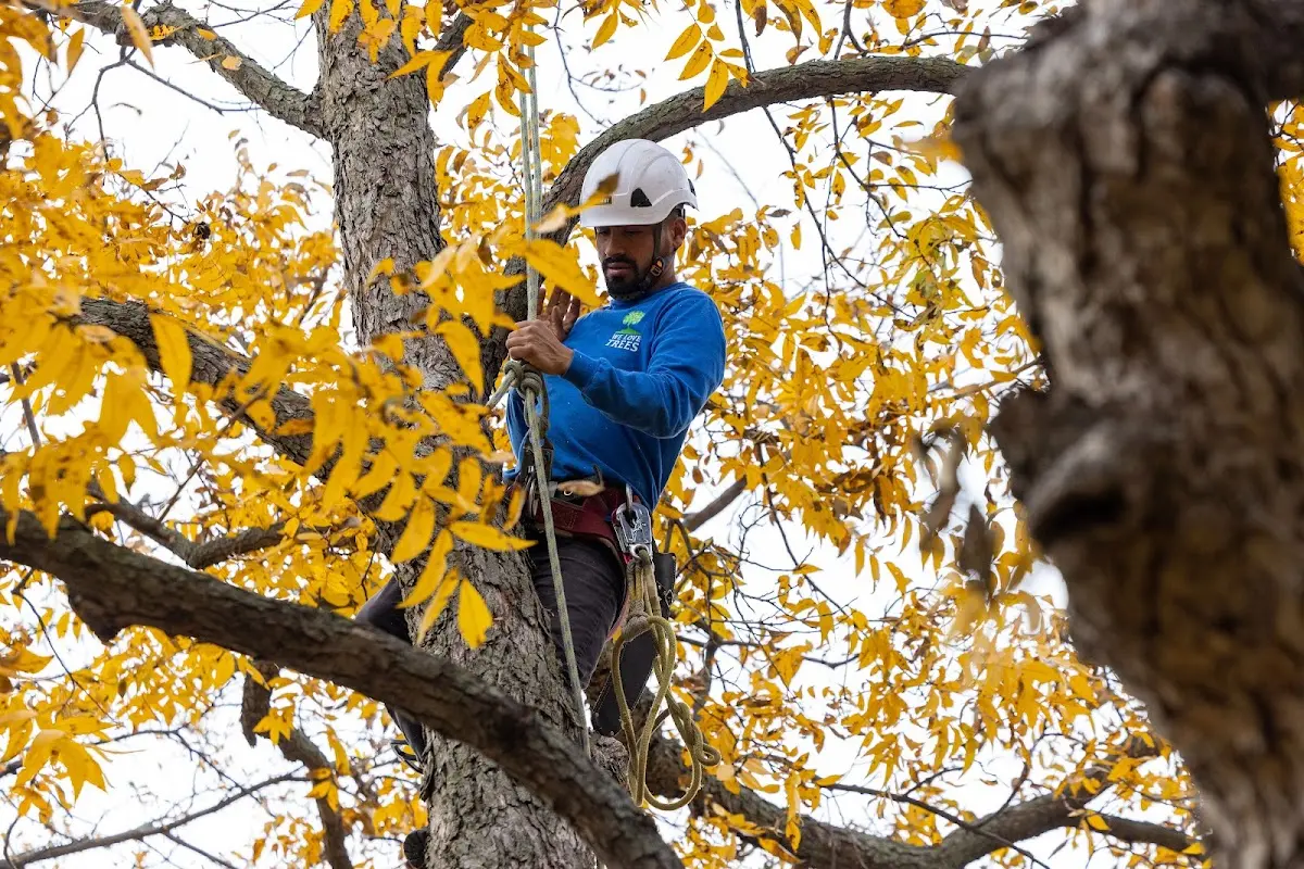 Skilled Tree Pruning crew working in Rural Retreat
