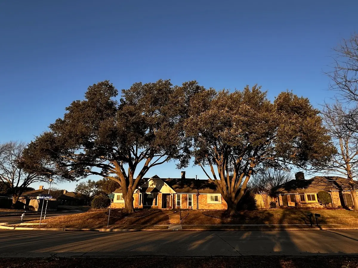 Established residential canopy tree shading a home in Rural Retreat